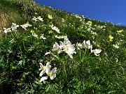 16 Estese fioriture di gialla Pulsatilla alpina sulphurea (Anemone sulfureo) e bianco Anemonastrum narcissiflorum (Anemone narcissino)